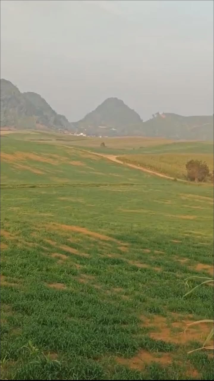 Đất nông nghiệp Mộc Châu 5ha giá 1.95 tỷ - Cơ hội đầu tư hiếm có!