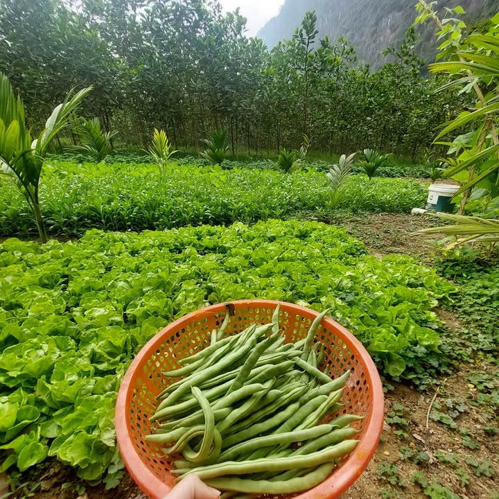 Đất thổ cư 350m² tại An Đạo, Phù Ninh - Giá chỉ 2 tỷ - Đầu tư lý tưởng!