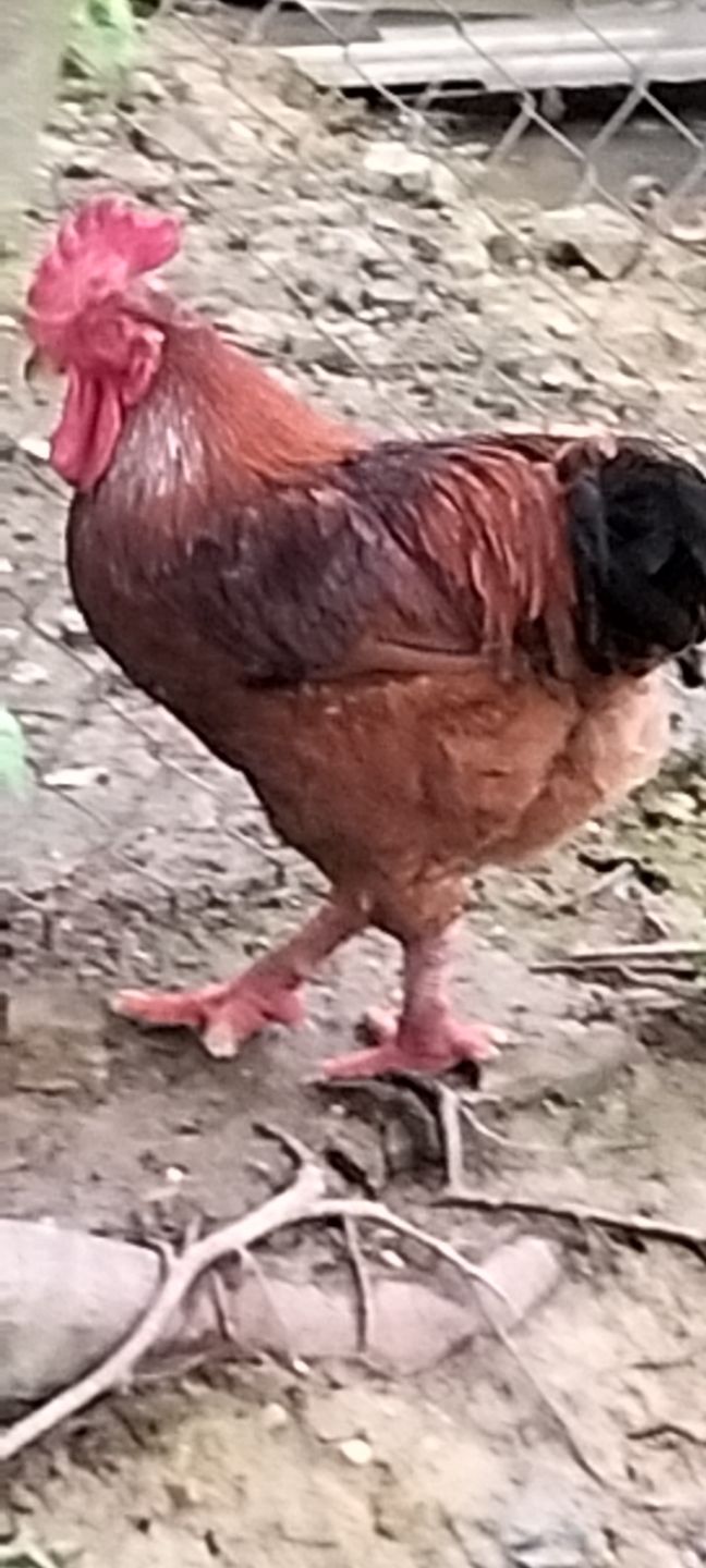 Đất Cẩm Bình 400m² giá 800 triệu - Cơ hội đầu tư hiếm có!