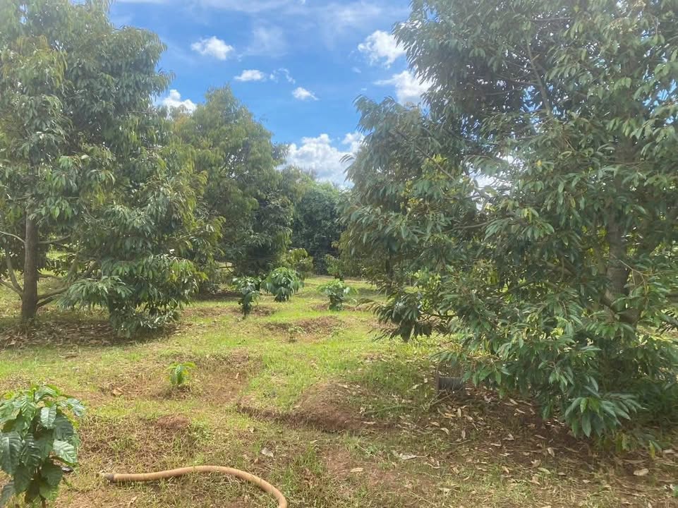 Farm 14,400m² tại Bù Gia Mập giá 1 tỷ - Đầu tư sinh lời hấp dẫn!