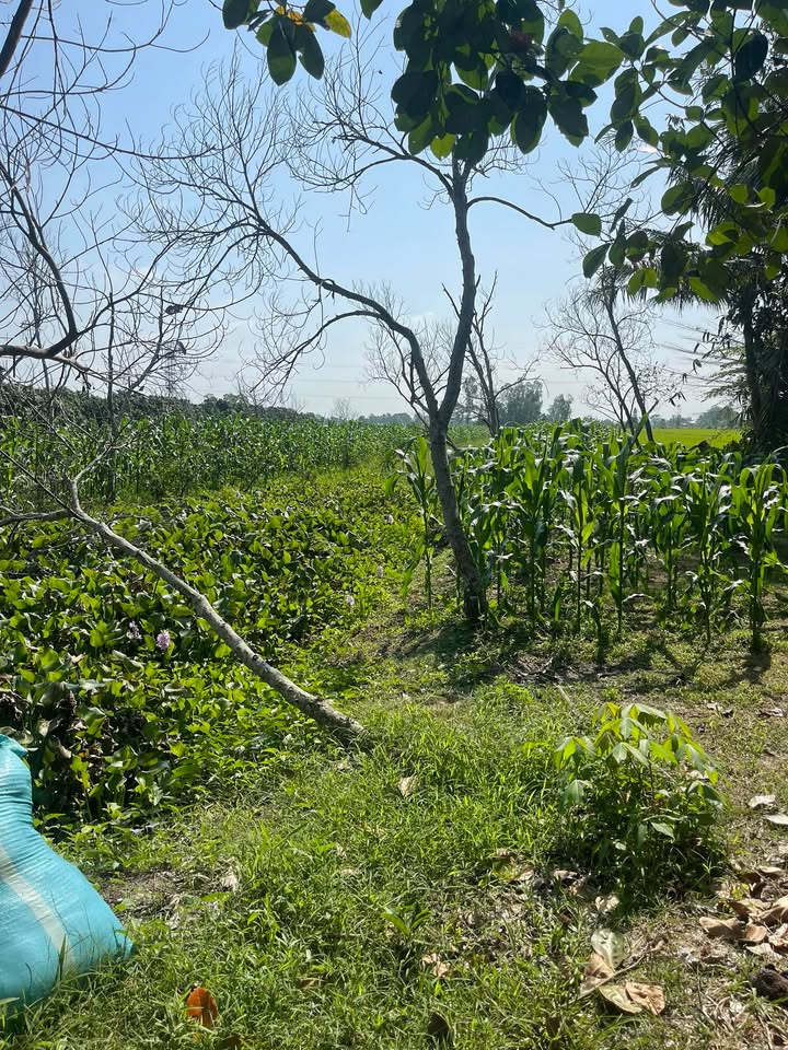 Đất nền 4100m² Xã Trường Xuân, Cần Thơ giá chỉ 1.2 tỷ - Cơ hội đầu tư tuyệt vời!