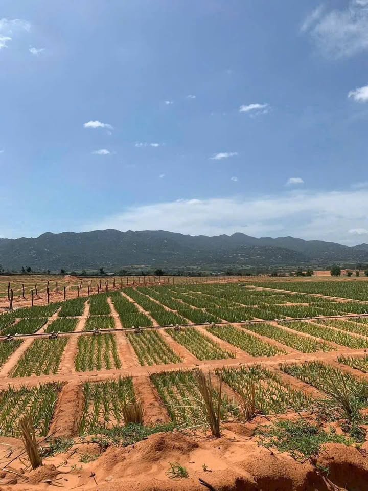 Đất Farm Sơn Hải, Khánh Hoà 10.000m² - Cơ hội đầu tư sinh lời!