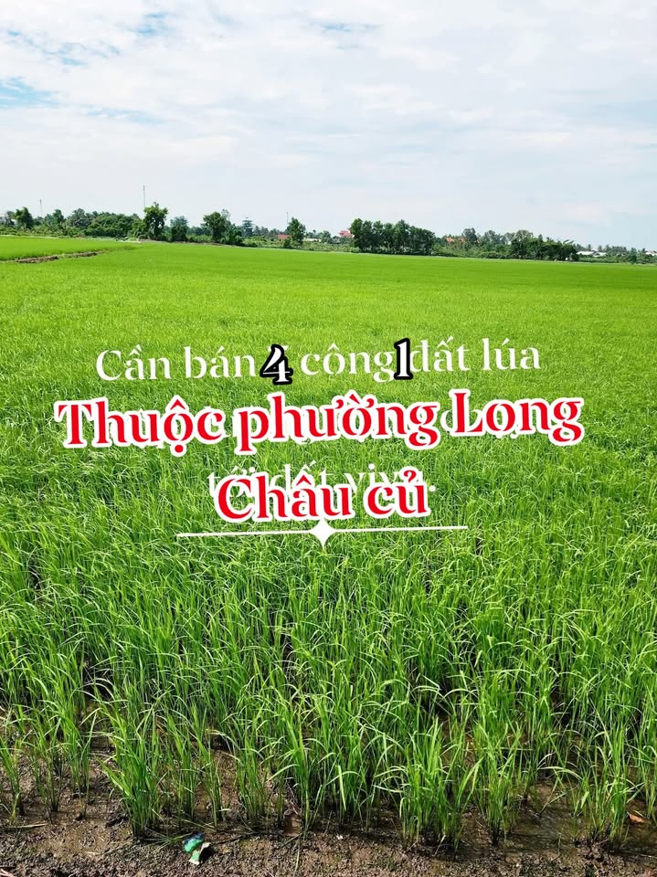 Đất nông nghiệp 4 công tại Phường Long Châu Củ, Tân Châu, An Giang - Giá tốt 915 triệu