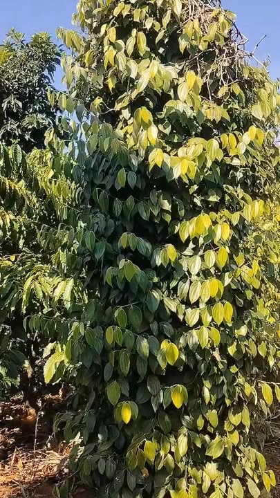 Đất Farm 1,6ha tại Xã Ia Chía, Huyện Ia Grai, Gia Lai - Chỉ 2,999 tỷ