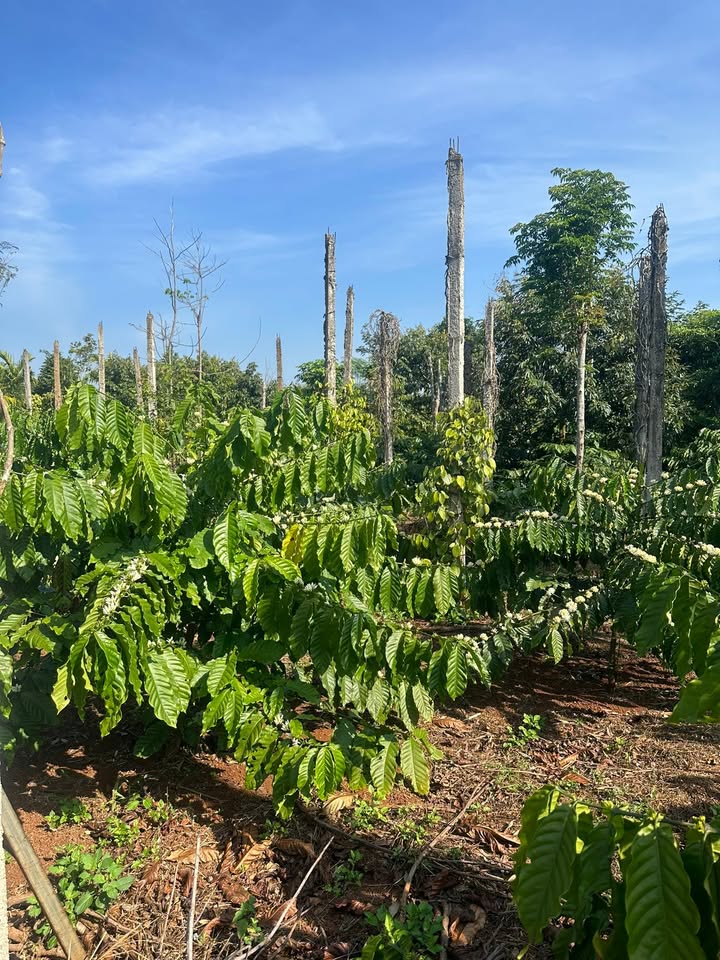 Đất nền xã Ea Ktur, huyện Cư Kuin, 1152m² giá 928 triệu - Cơ hội đầu tư hấp dẫn!