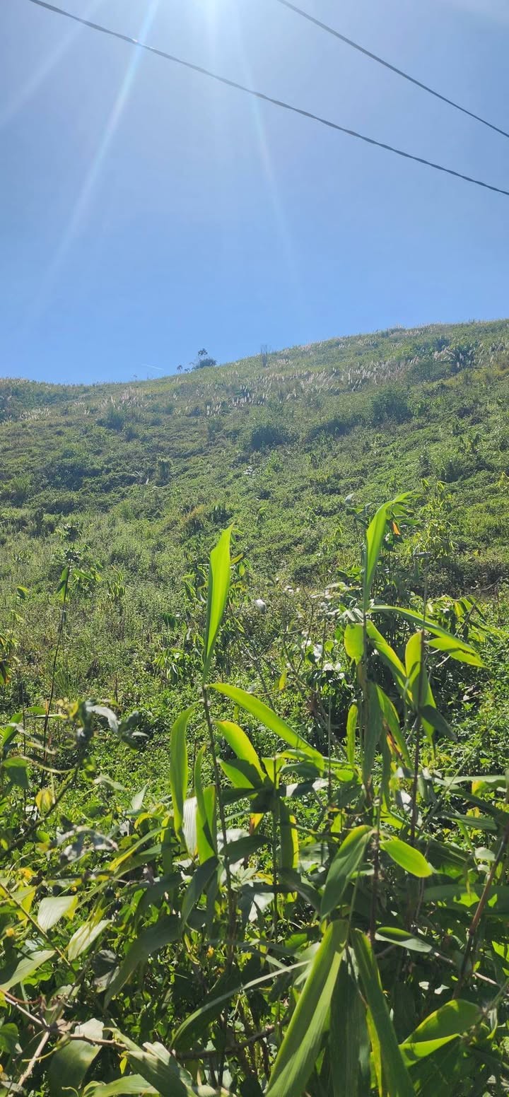 Đất Farm 150ha Xã Kbang, Gia Lai - Giá chỉ 210 triệu - Đầu tư sinh lời ngay!