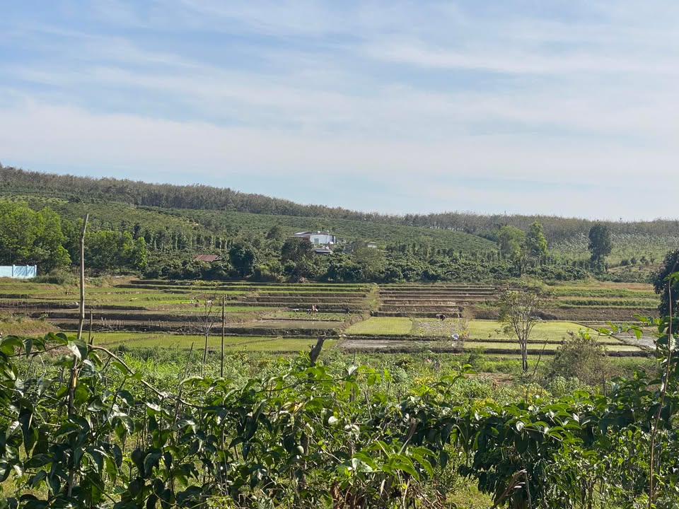 Đất nền Xã Ea Hồ, Huyện Krông Năng 3550m² giá chỉ 1 tỷ - Cơ hội đầu tư hiếm có!