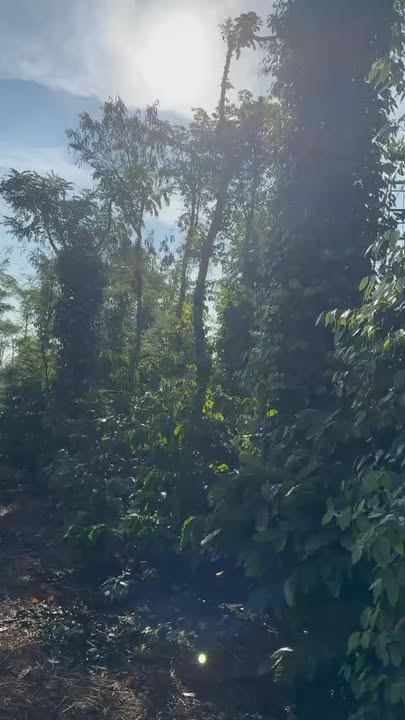 Đất nông nghiệp 3 sào tại xã Hòa Đông, Krông Pắc, Đắk Lắk - Giá chỉ 1.8 tỷ