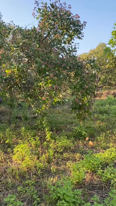 Farm cho thuê tại Đức Cơ, Gia Lai 40.000m² giá 50 triệu/năm - Đầu tư kinh doanh bền vững!