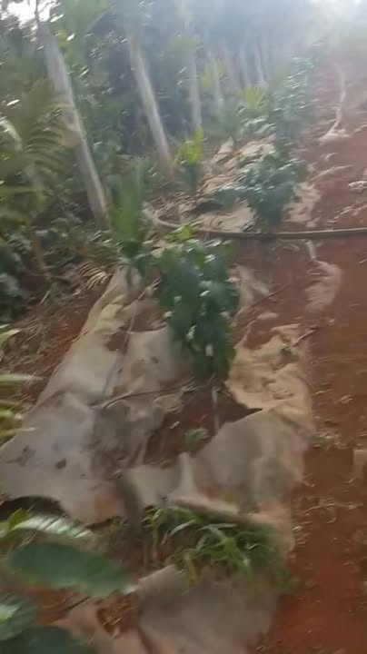 Đất nền 3 sào xã Ea Tu 2.76 tỷ - Mặt tiền rộng, cơ hội đầu tư hấp dẫn!