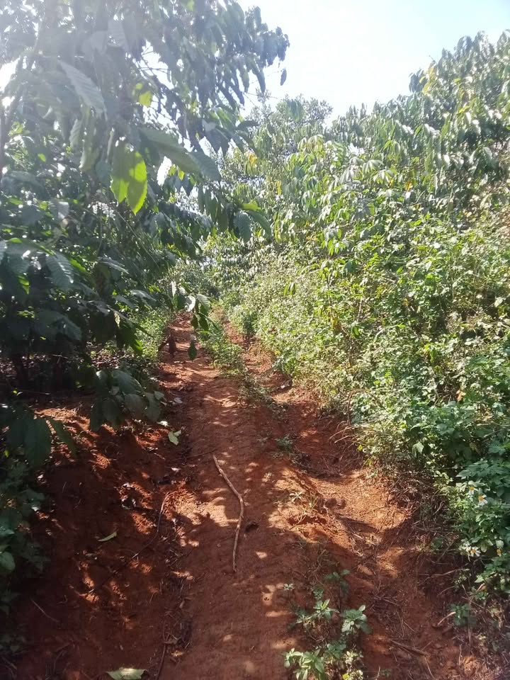 Đất vườn Tân Lâm, Di Linh 20,000m² giá 9.2 tỷ - Đầu tư sinh lời ngay!