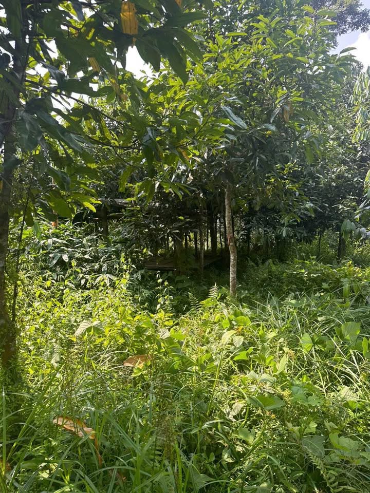 Đất rừng trồng quế tại Yên Cư, Chợ Mới, Bắc Kạn 7.800m² - Cơ hội đầu tư hấp dẫn!