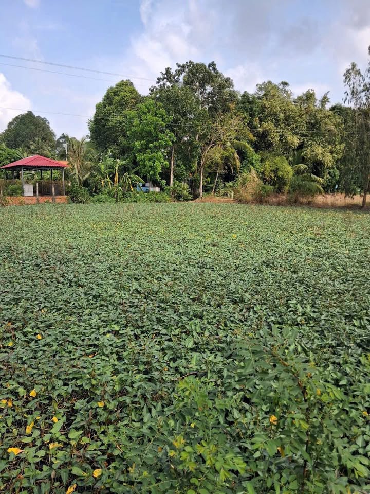 Đất nền 713m² hẻm 3 Gòi Lớn, Long Xuyên - Giá tốt không thể chối từ!