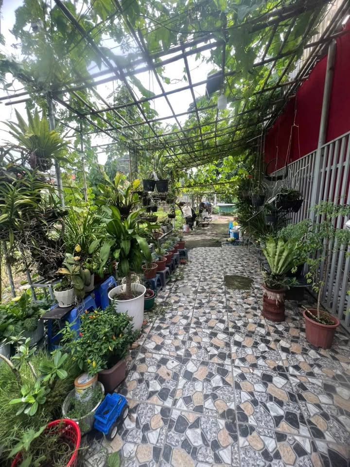 Đất lô góc 2 mặt tiền tại ngõ 512 km12 Quang Hanh 61m² - Giá chỉ 890 triệu!