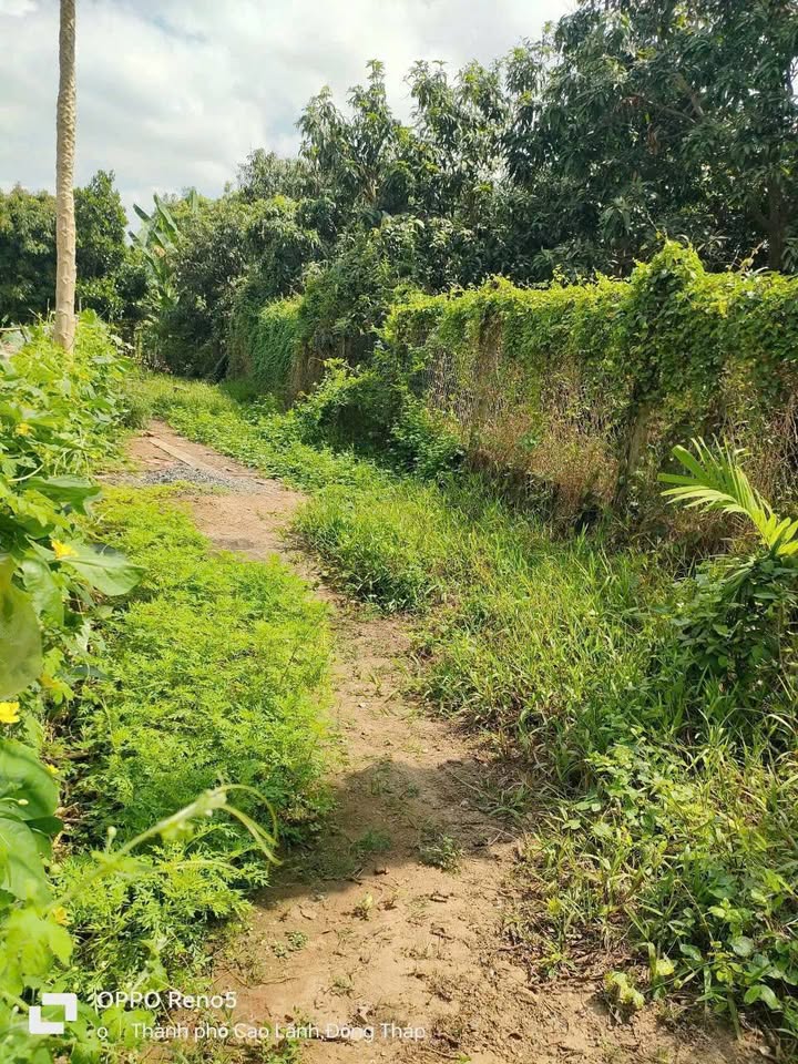 Đất nền 157m² tại Cao Lãnh giá 850 triệu - Sổ riêng, pháp lý rõ ràng!