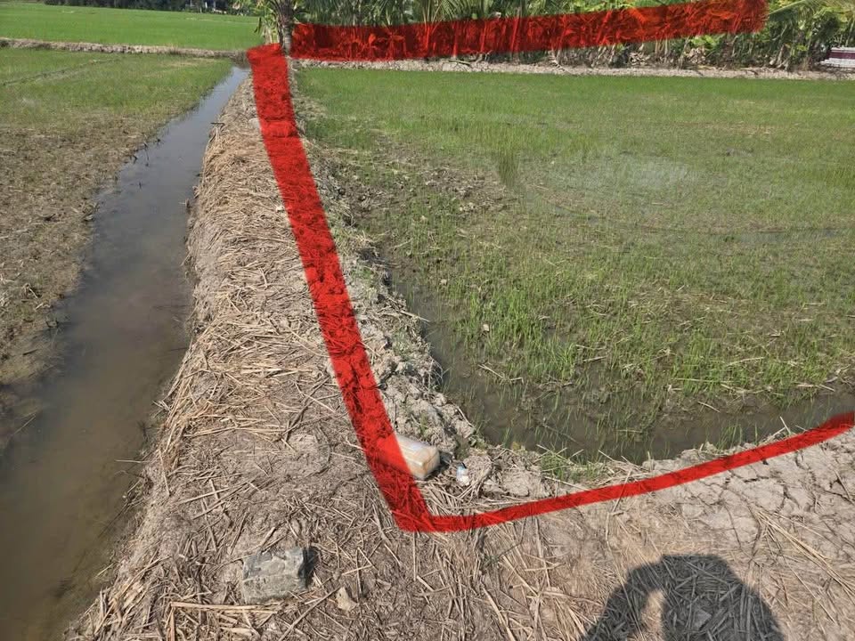 Đất lúa 474m² Ấp 8 Nhựt Chánh giá chỉ 280 triệu - Cơ hội đầu tư tuyệt vời!