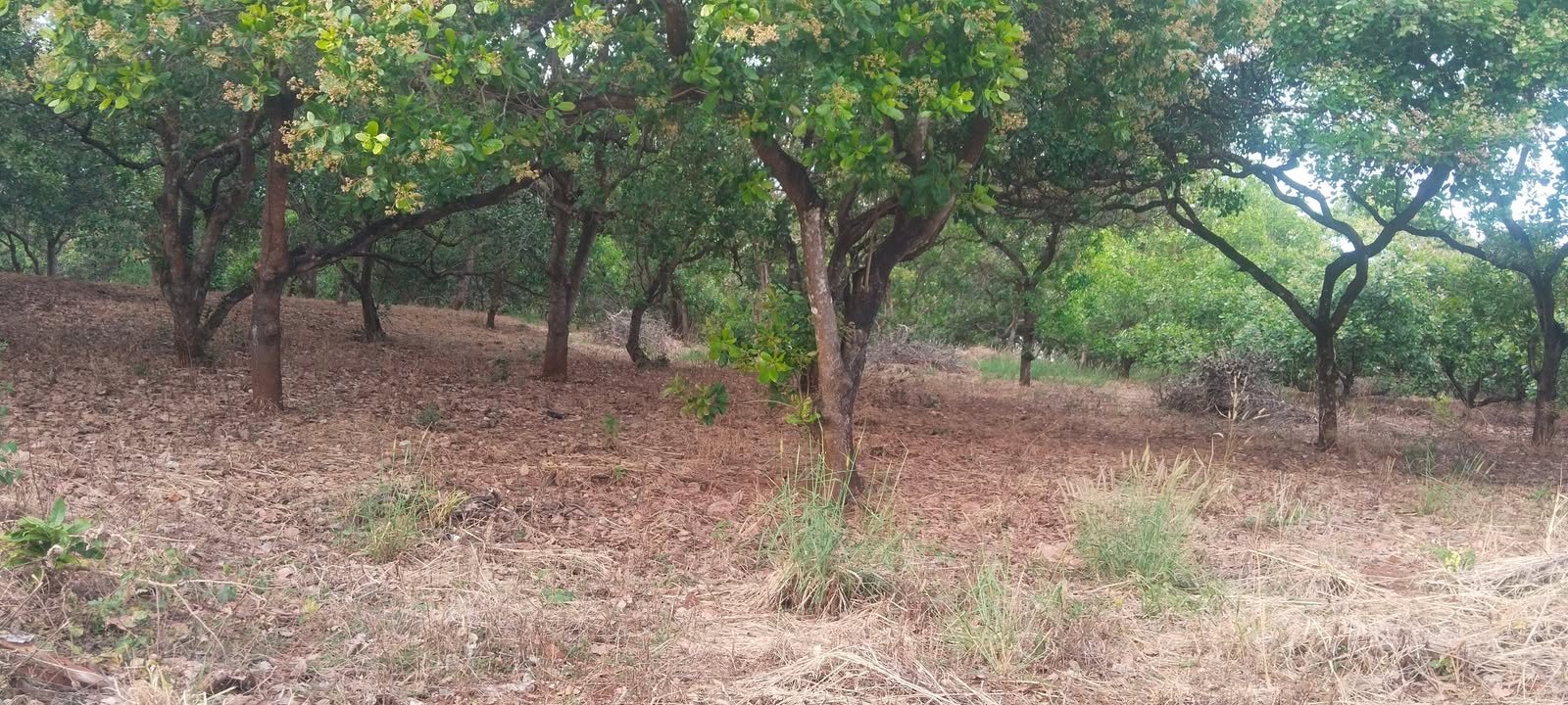 Đất nền 2ha7 tại Xã Đường 10, Huyện Bù Đăng - Đầu tư sinh lời hấp dẫn!