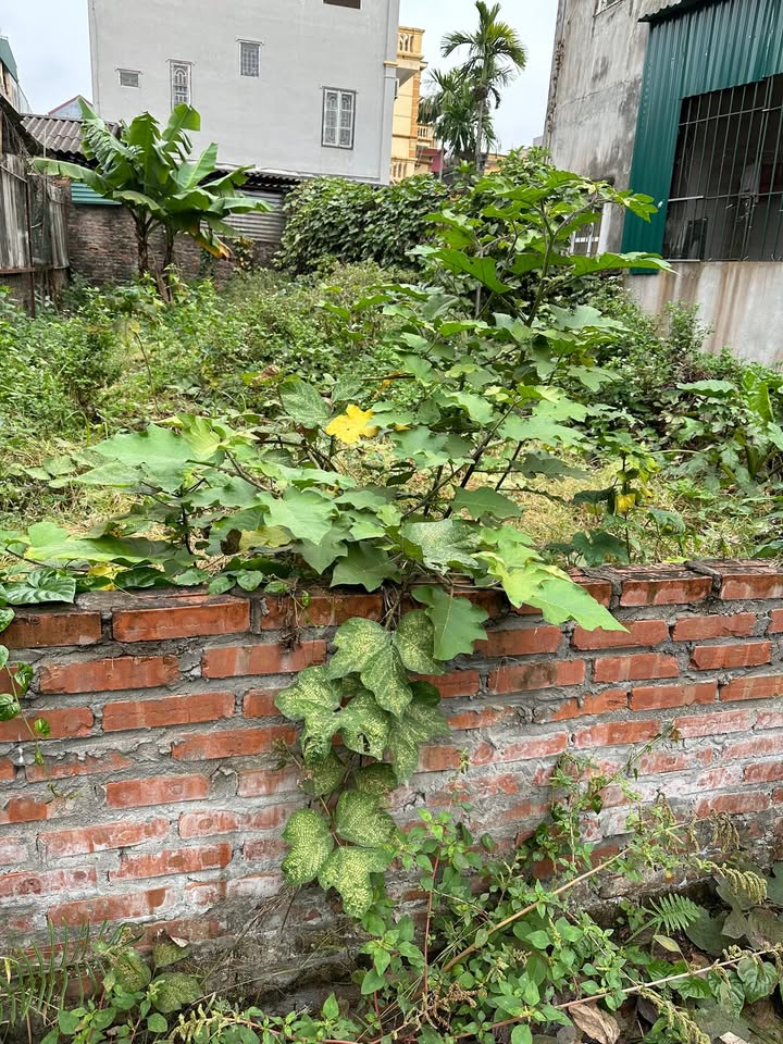 Đất nền Đồng Xuyên, Gia Lâm, 115m² giá 7.475 tỷ - Sổ đỏ chính chủ, đầu tư sinh lời!