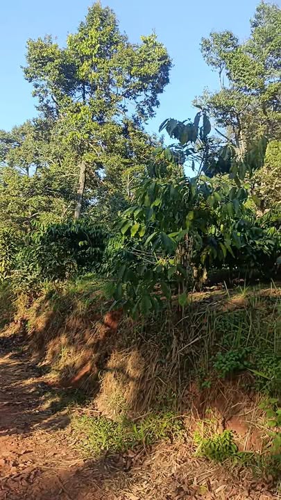 Đất nền Vạn Năng Đắk Mil 1800m² giá 1.15 tỷ - Cơ hội đầu tư tuyệt vời!