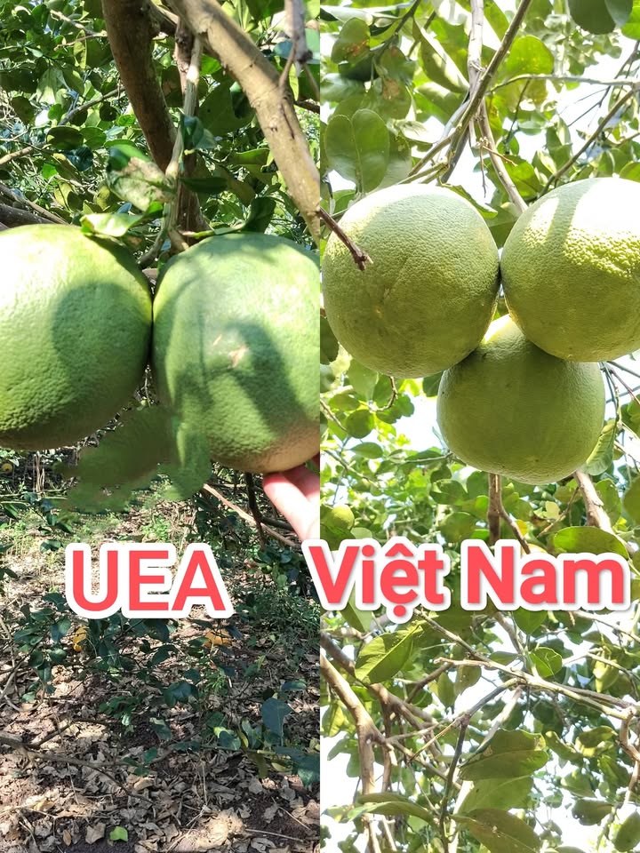 Đất nền Bảo Vinh, Long Khánh 3960m² giá 1.55 tỷ - Giảm ngay 100 triệu!