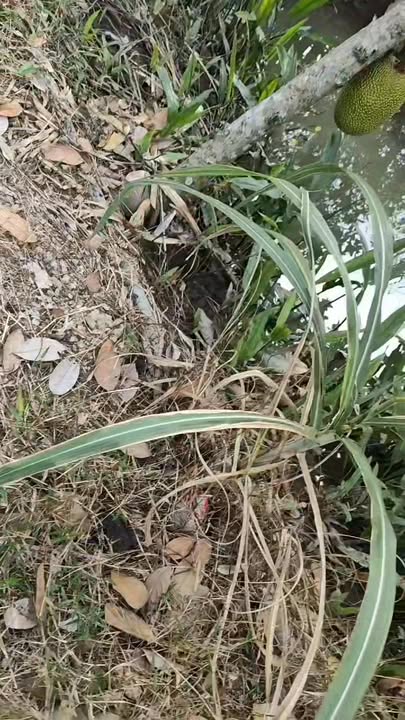 Đất nền 182m² tại Ấp Long Trung, Cai Lậy - Giá chỉ 500 triệu, cơ hội đầu tư hấp dẫn!