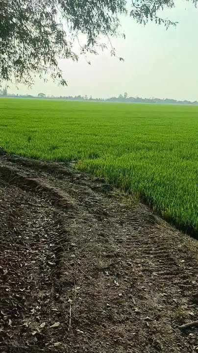 Đất nền 60,000m² xã Bình Thành, Huyện Thoại Sơn giá 8.1 tỷ - Mặt tiền rộng 60m, xe tải vào tận nơi!