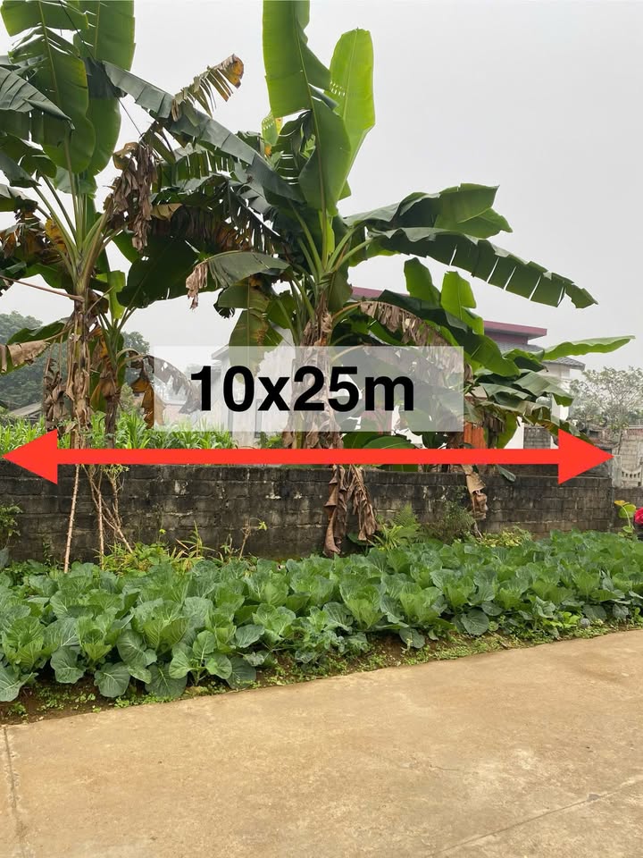 Đất nền xã Cự Đồng, Thanh Sơn 250m² giá nhỉnh 1 tỷ - Đầu tư sinh lời