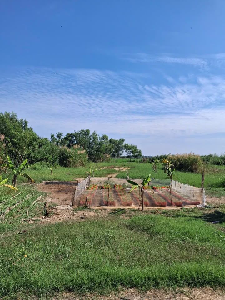 Đất nông nghiệp 70.000m² tại ấp Lung Cầu, Long Xuyên - Giá chỉ 1 tỷ đồng!