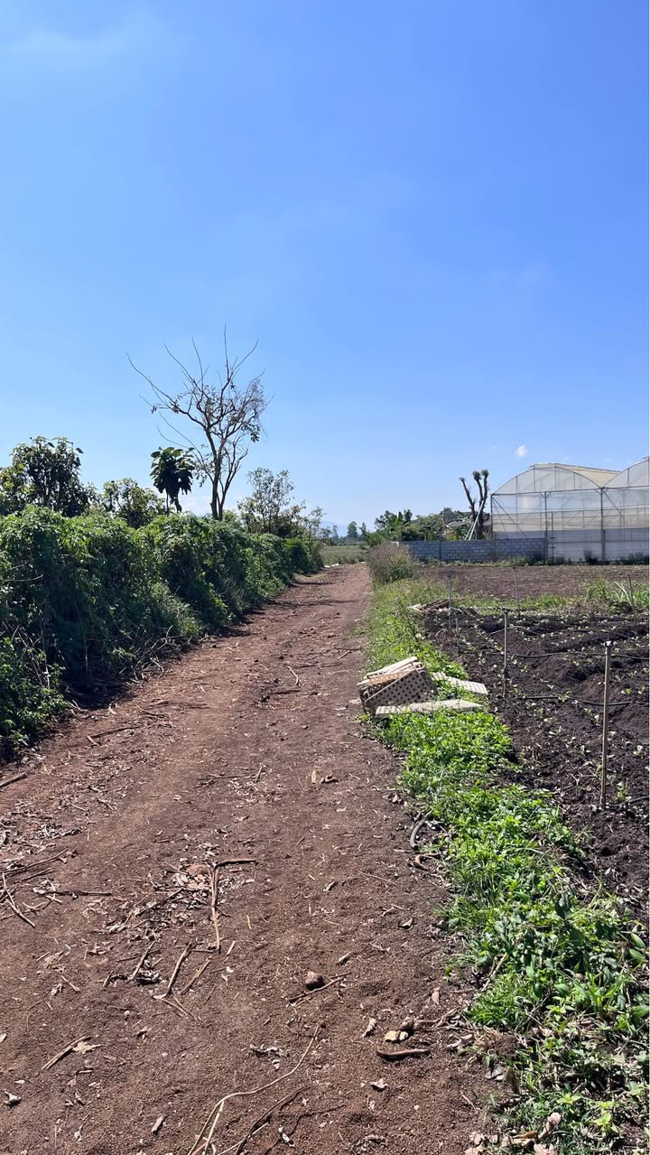 Đất nông nghiệp 2261m² tại N'Thol Hạ, Đức Trọng - Giá chỉ 1.65 tỷ!