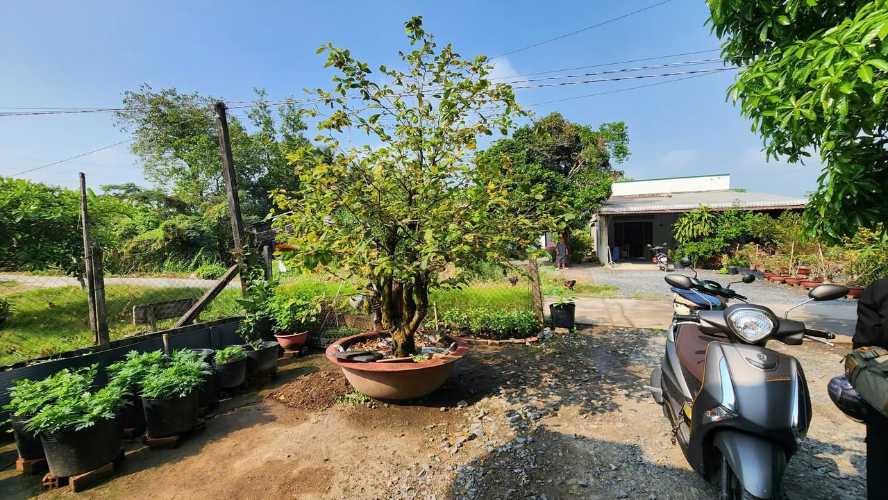 Đất nền gần thị trấn Hậu Nghĩa 552m² giá chỉ 1.85 tỷ - Cơ hội đầu tư tốt!