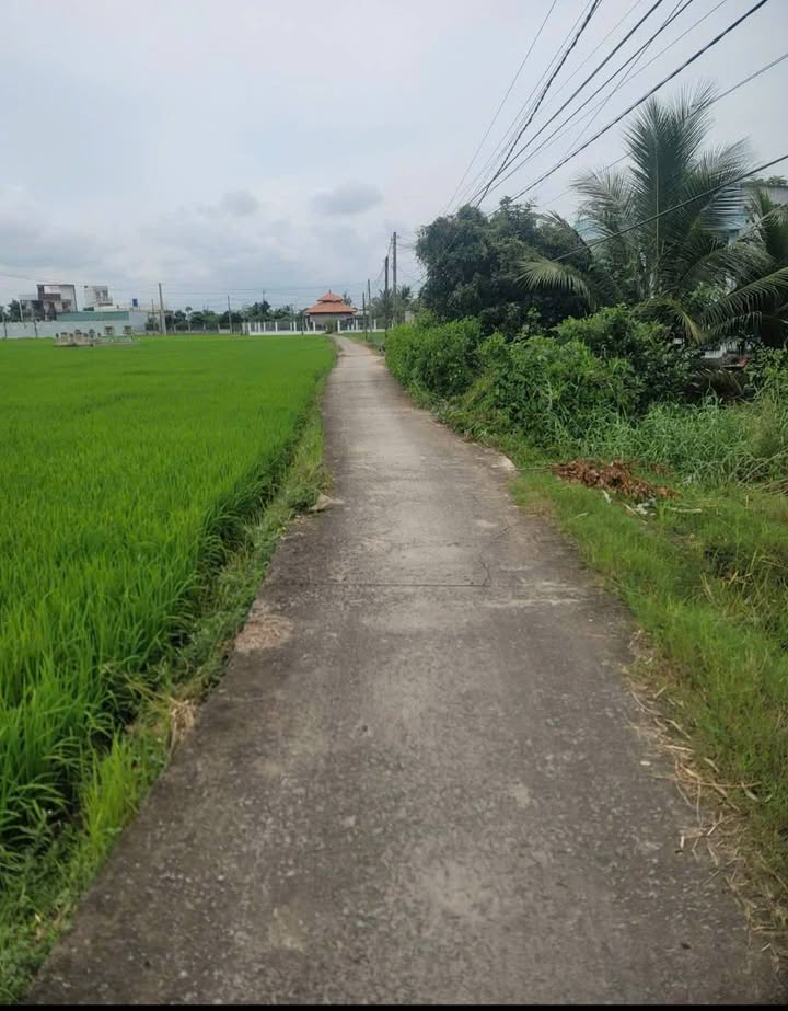 Nhà cấp 4 Ấp 3, Xã Lạc Tấn, Tân Trụ, 372m² giá 1.7 tỷ - Bán gấp chính chủ!