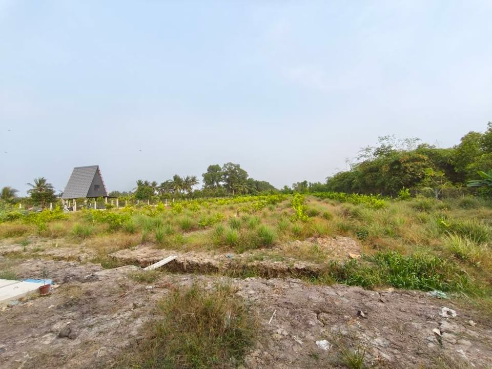 Đất Farm 1030m² tại Ấp 10 Lương Hòa, Bến Lức - Giá chỉ 850 triệu!