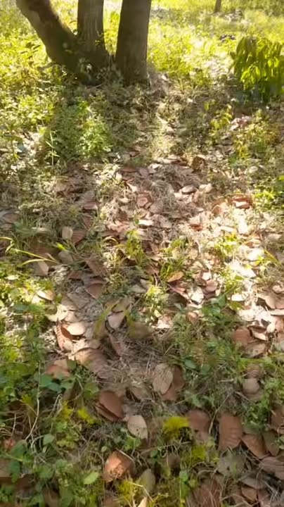 Đất nền 1,5ha mặt tiền bê tông tại Bù Đăng chỉ 1.275 tỷ - Đầu tư sinh lời!