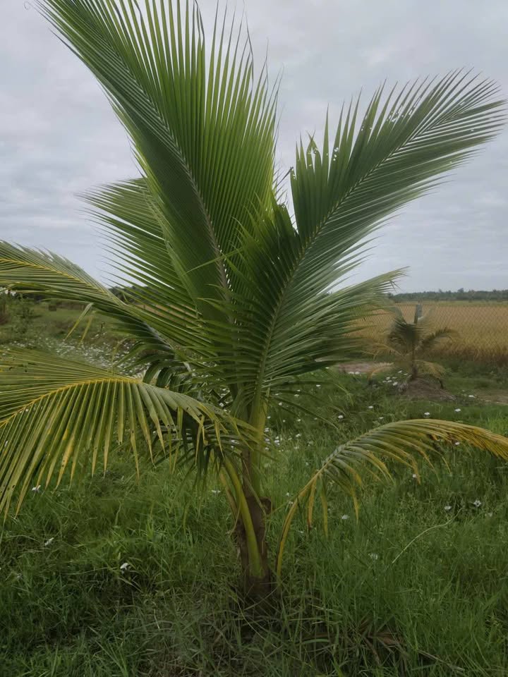 Đất vườn 2000m² tại Ấp Thanh Trì B, Đa Lộc giá 600 triệu - Cơ hội đầu tư hiếm có!