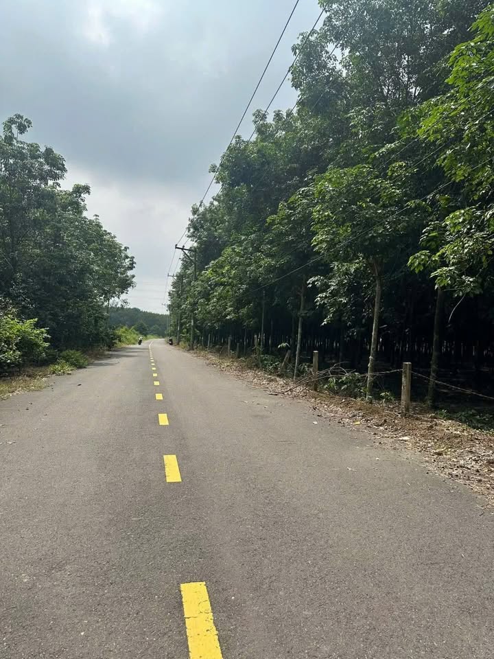 Lô đất Bàu Bàng, Bình Dương 10,679m² giá 18 tỷ - Bán gấp, 2 mặt tiền đường!