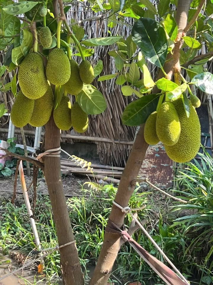 Nhà vườn 1000m² tại Bình Mỹ, Củ Chi giá 5.5 triệu - Không thể bỏ lỡ!