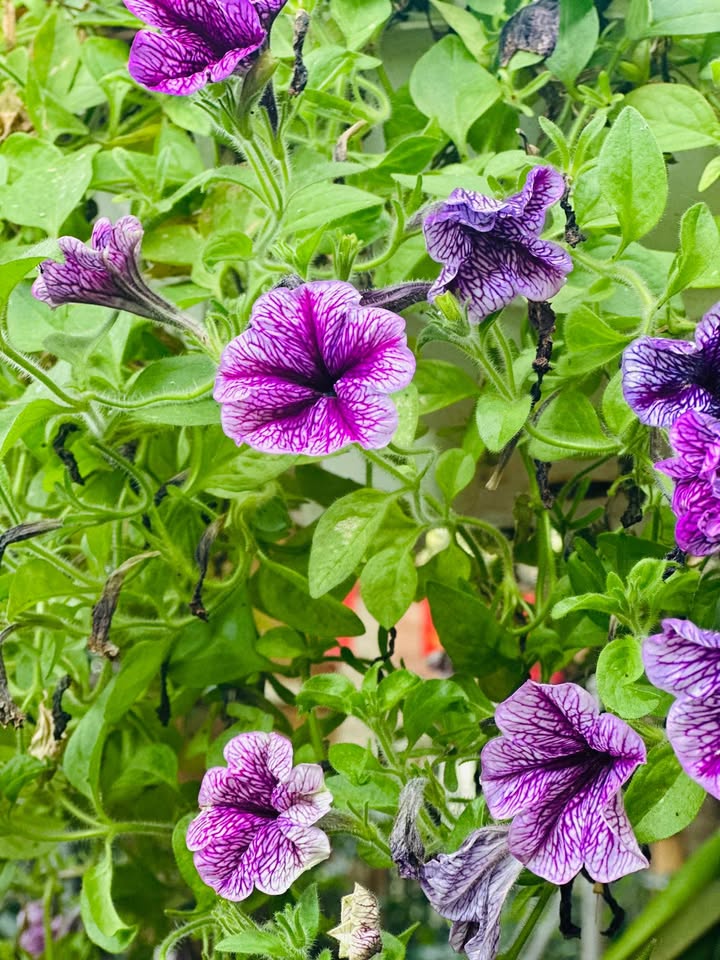 Đất thổ cư khu 4b Chiềng Lề 67m² giá 1,1 tỷ - Cơ hội đầu tư tuyệt vời!