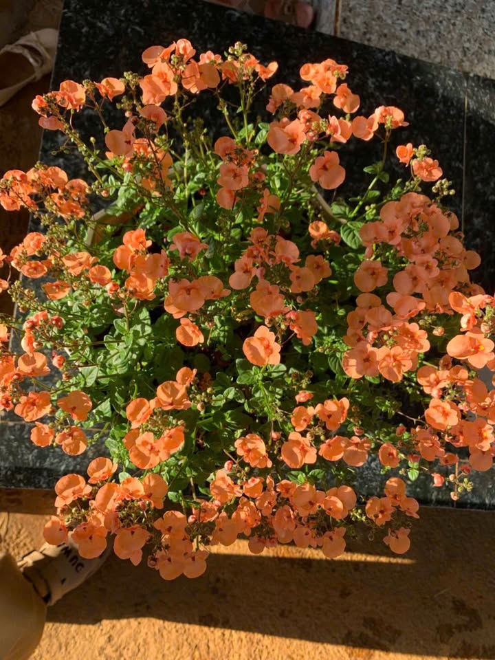 Đất thổ cư Huyện Tuy Đức 350m² giá 2 tỷ - Đầy đủ tiện nghi, mặt đường quốc lộ!