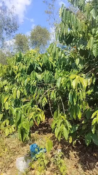 Đất nền 1ha mặt đường bê tông xã Kiến Thành - Giá chỉ 2 tỷ VND, cơ hội đầu tư hấp dẫn!