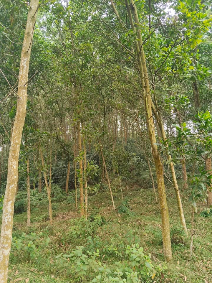 Đất rừng sản xuất 3500m² tại xã Quang Sơn - Giá chỉ vài trăm triệu