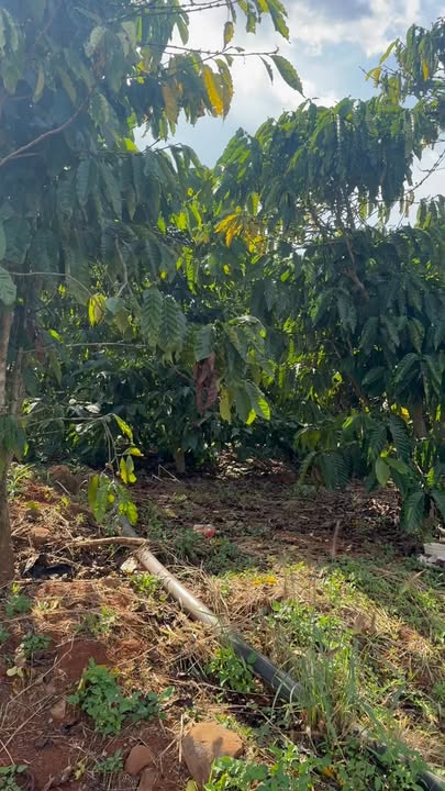 Đất nền 1800m² tại Tân Hà, Lâm Hà giá 3.1 tỷ - Đầu tư sinh lời cao!