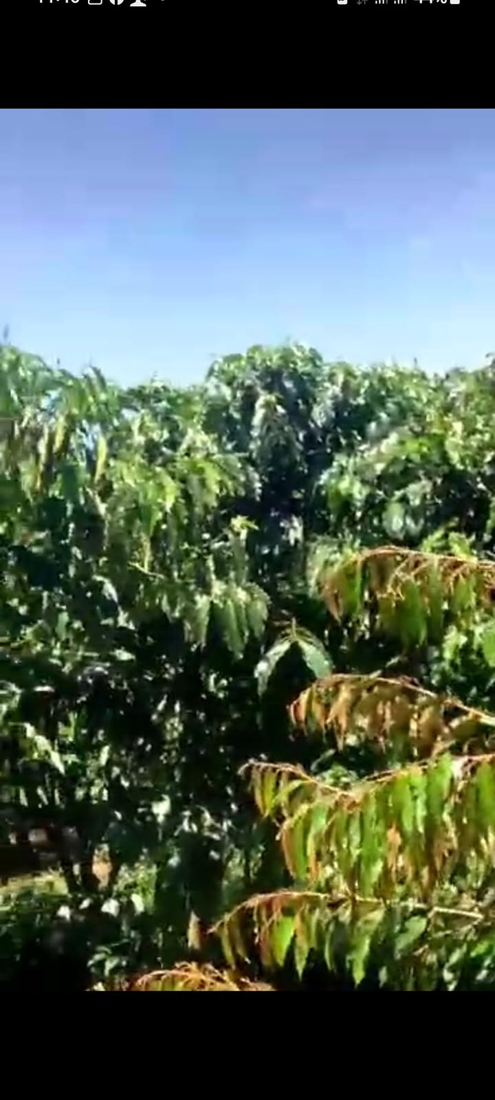 Farm 1,3ha cà phê Di Linh chỉ 350 triệu - Đầu tư sinh lời ngay!