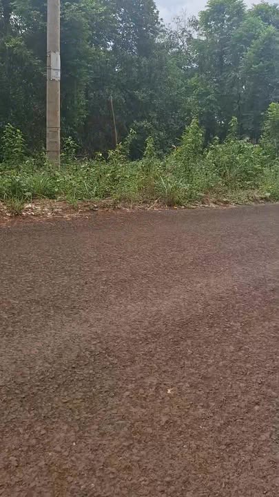 Đất vườn điều 1.7ha tại Tân Hưng, Đồng Phú - Giá chỉ 4 tỷ!