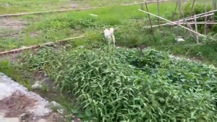 Đất thổ cư Cẩm Việt, Thanh Hà 150m² giá thỏa thuận - Gần chợ và trường học!