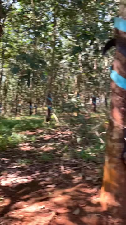 Đất nông nghiệp 3ha tại Phước Tân, Bình Phước - Giá 5.1 tỷ - Đầu tư sinh lời ngay!