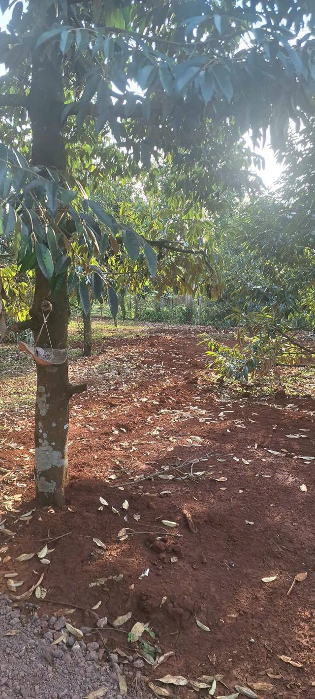 Đất nền ấp 1, Bình Lộc, 100m² giá 879 triệu - Sổ đỏ chính chủ!