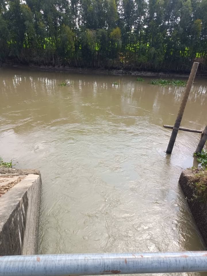 Đất ruộng mặt tiền đường Đá Xanh, xã Bình Thành 4.622m² giá 700 triệu - Đầu tư sinh lời ngay!