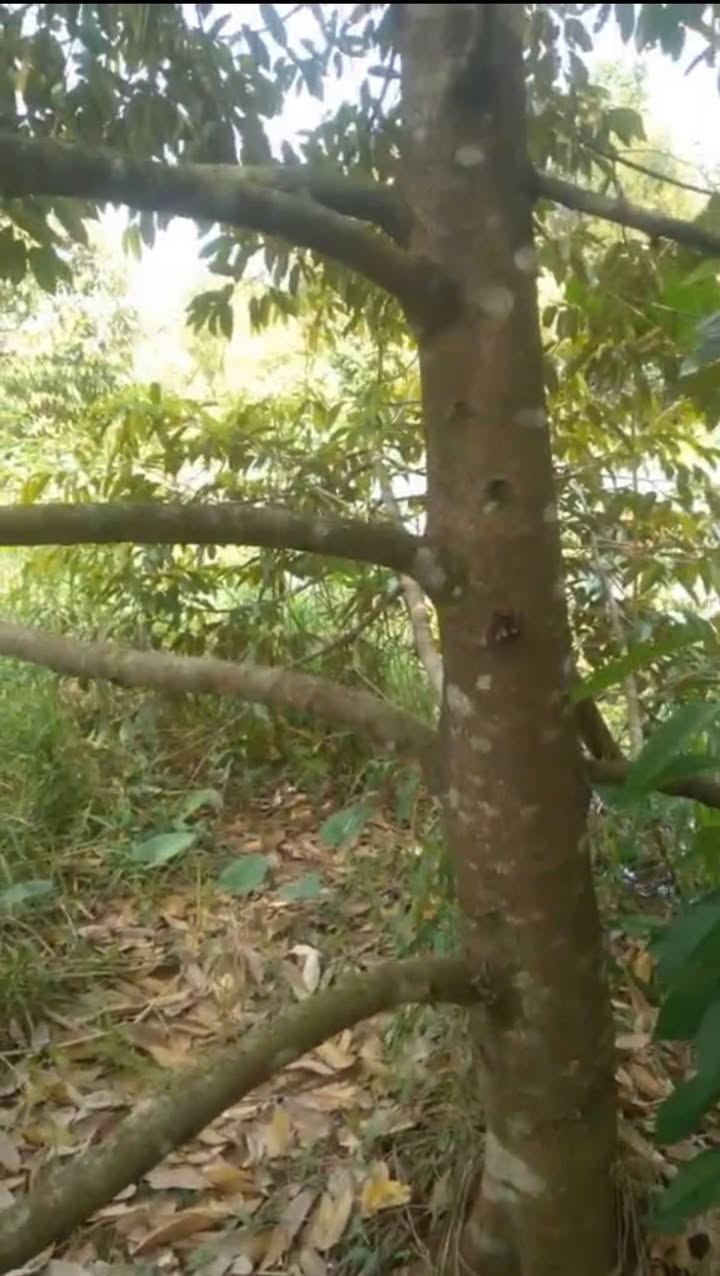 Đất nông nghiệp 7200m² tại Hòa Mỹ, Phụng Hiệp - Giá chỉ 1.4 tỷ!