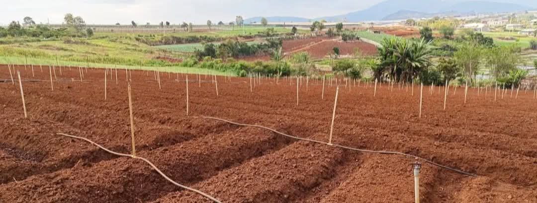 Đất sào tại xã Đạ Ròn, huyện Đơn Dương, Lâm Đồng 1152m² - Sổ đỏ chính chủ!