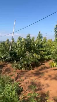 Đất farm phường Bình Tân, Thị Xã Buôn Hồ 13680m² giá 1.728 tỷ - Đầu tư sinh lời hấp dẫn!